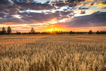 Fototapeta sunset over wheat field obraz