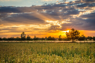 Fototapeta sunset over the field obraz