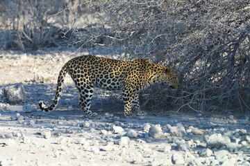 Leopard (panthera pardus) in der Nähe des Wasserlochs Klein Namutoni im Etoscha Nationalpark in...