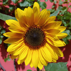 sunflower in a garden
