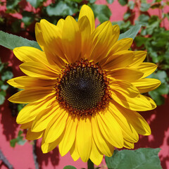 Naklejka premium sunflower in a garden
