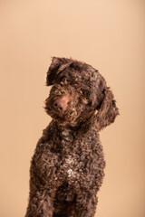 Sweet young Spanish Water Dog on a beige background. Portrait of a pet in a photo studio