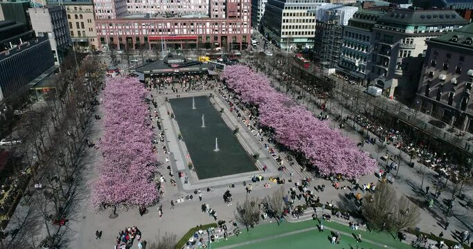Sakura Cherry Blossoming Alley in Stockholm, Sweden. Wonderful scenic park with rows of blooming cherry sakura trees.