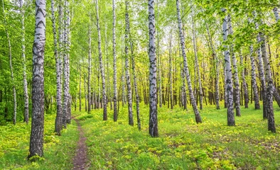 Foto op Plexiglas Berkenbos A path in a spring birch grove