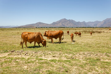 Naklejka na ściany i meble Afrikaner cows grazing on open veld near Worcester, Breede River Valley, South Africa.