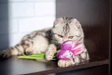 A beautiful fold-eared cat lies on the table and holds a spring bouquet of tulips in its paws....