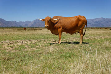 Afrikaner cows grazing on open veld near Worcester, Breede River Valley, South Africa.