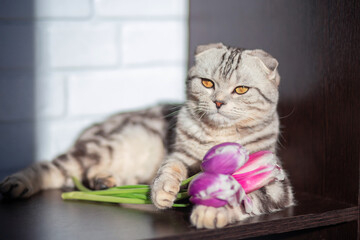 A beautiful fold-eared cat lies on the table and holds a spring bouquet of tulips in its paws....