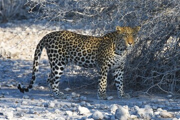 Leopard (panthera pardus) in der Nähe des Wasserlochs Klein Namutoni im Etoscha Nationalpark in...