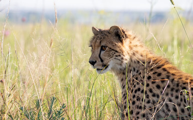 Young Cheetah looking intently at something which has caught its attention