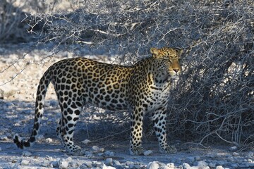 Leopard (panthera pardus) in der Nähe des Wasserlochs Klein Namutoni im Etoscha Nationalpark in Namibia. 