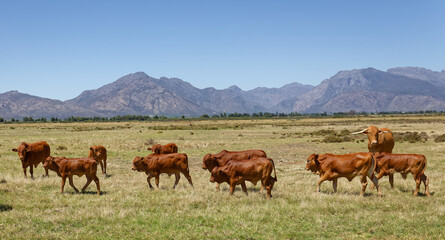 Afrikaner cows grazing on open veld near Worcester, Breede River Valley, South Africa.