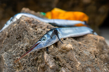 Fish on the Zanzibar Island, Tanzania