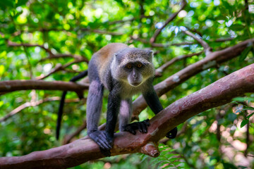 Red Colobus Monkey, Jozani Forest, Zanzibar - Endangered Species