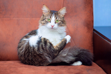 A cute, fluffy cat with green eyes sits on the couch and looks into the frame. Symbol of the year...