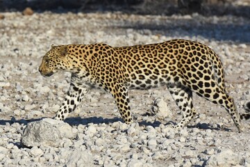Leopard (panthera pardus) in der Nähe des Wasserlochs Klein Namutoni im Etoscha Nationalpark in Namibia. 