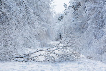 Snowy winter day in the forest 