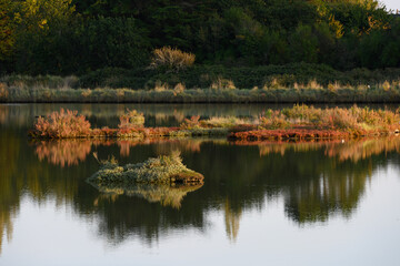 Fototapeta na wymiar reflection of trees in lake or pond