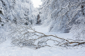 Snowy winter day in the forest 