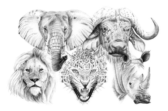 Big african five animal. Hand drawn illustration. Collection of hand drawn illustrations