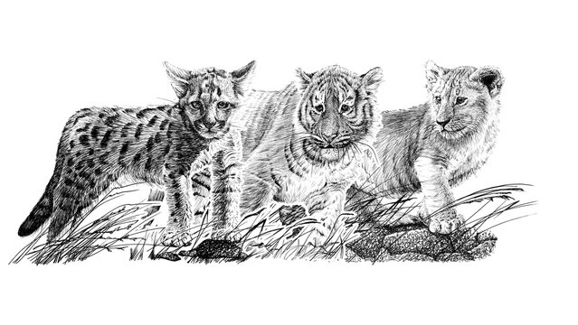 Set hand drawn three baby animal, sketch graphics monochrome illustration on white background