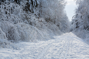 Obraz premium Snowy winter day in the forest 