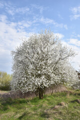 drzewko na biało kwitnące, mirabelka, polska mirabelka, czar wsi, urok, sielanka na łące,...