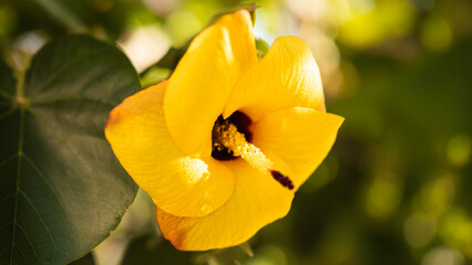 yellow tulip flower