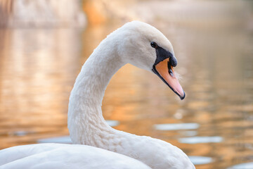 Obraz premium A beautiful white swan. Portrait of a white swan in the background of beautiful nature. Autumn pond with a white swan