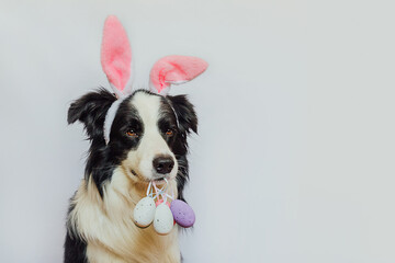 Happy Easter concept. Preparation for holiday. Cute puppy dog border collie wearing bunny ears...