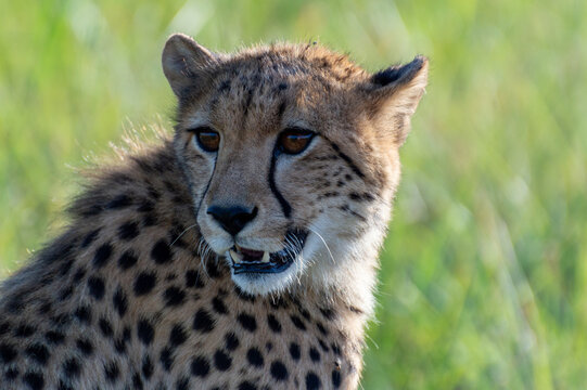 Portrait photo of a cheetah in the grasslands of Africa