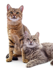 Obraz premium Two gray cat.