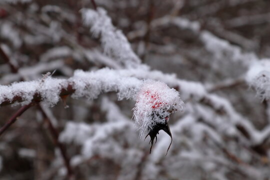 Frost covered rose hip during the winter. Gray sky in January. Stockholm, Sweden, 2023.