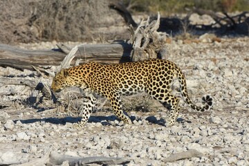 Leopard (panthera pardus) in der Nähe des Wasserlochs Klein Namutoni im Etoscha Nationalpark in Namibia. 