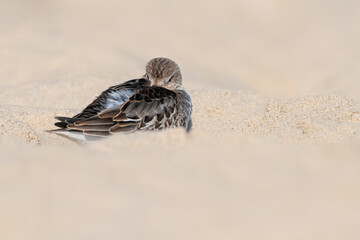 Dunlin roosting