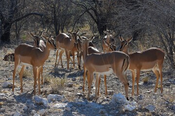 Eine Herde Schwarznasen-Impalas zwischen den Bäumen im Etoscha Nationalpark.