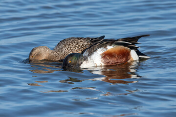 Northern Shoveler feeding