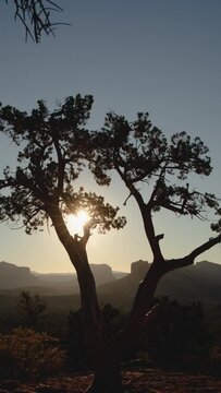 Vertical Video Brilliant Sun Rises Behind Twisted Old Juniper Tree Time Lapse