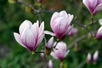 Obraz na płótnie Canvas magnolia, królowa ogrodu, magia wiosny, kwiat magnolii, marzenia, perfumy, odpoczynek, poezja, rozkosz, patrzę na ogród, drzewko kwitnące, czar, urokliwa gałązka magnolii
