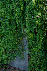 An iron door covered with green plants, climbing plants on the wall, background, close up.