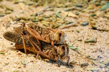 A pair of desert grasshoppers mating in the sand