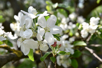 kwiat jabłoni, biała gałązka, lato, sad, płatki białe, kruchość, wiosna, delikatność,...