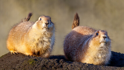 Prairie dogs eating in the sun