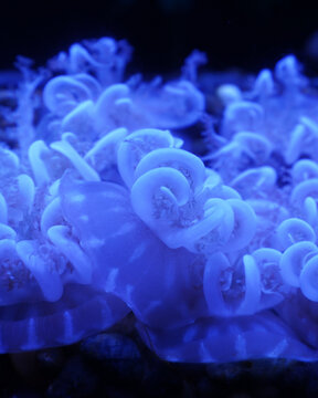 Upside down jelly at Aquarium of the Bay