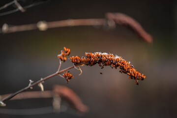 Winter plant with ice glaze