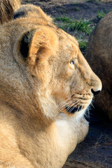 Asian lion resting in the zoo