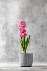 Pink hyacinth flower in concrete pot on gray background. Spring composition.