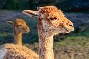 Vicuna family of lama and alpaca looking in the camera