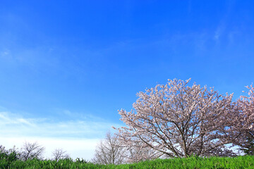 Scenery of Japan, Cherry blossoms of the Kawasaki Tamagawa River Embankment