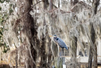 Fototapeta premium Great Blue Heron (Ardea Herodias) among the cypress trees in Caddo Lake, Texas